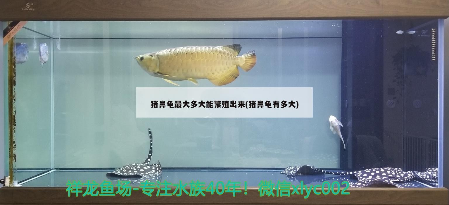 豬鼻龜最大多大能繁殖出來(豬鼻龜有多大)