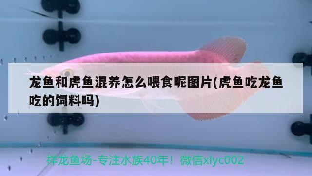 龍魚和虎魚混養怎么喂食呢圖片(虎魚吃龍魚吃的飼料嗎)