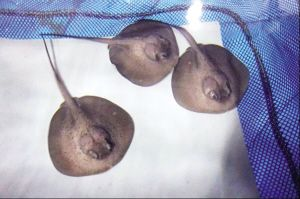 帝王魟魚繁殖成功案例分享,帝王魟魚的繁殖成功案例 魟魚百科 第5張 帝王魟魚繁殖成功案例分享,帝王魟魚的繁殖成功案例 帝王魟魚繁殖成功案例分享,帝王魟魚的繁殖成功案例 魟魚百科 第5張