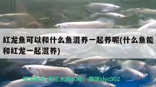 龍魚充血會(huì)自愈嗎，龍魚充血會(huì)自愈嗎龍魚充血后多久會(huì)恢復(fù)健康問題 龍魚充血會(huì)自愈嗎，龍魚充血會(huì)自愈嗎龍魚充血后多久會(huì)恢復(fù)健康問題 龍魚百科 第1張