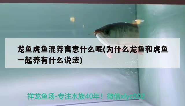 龍魚虎魚混養寓意什么呢(為什么龍魚和虎魚一起養有什么說法)