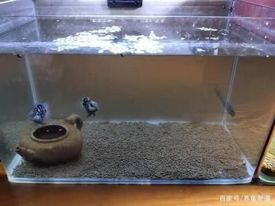 帶氧氣的魚缸怎么換水：帶氧氣的魚缸換水基本步驟和注意事項和注意事項