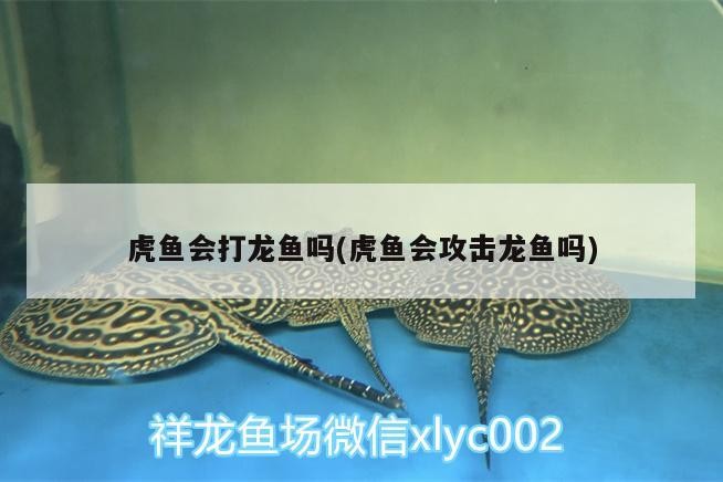 虎魚會(huì)打龍魚嗎(虎魚會(huì)攻擊龍魚嗎)