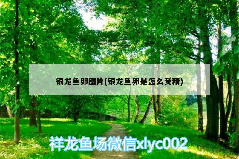 銀龍魚卵圖片(銀龍魚卵是怎么受精)