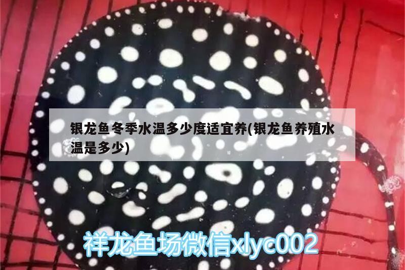 銀龍魚冬季水溫多少度適宜養(yǎng)(銀龍魚養(yǎng)殖水溫是多少)