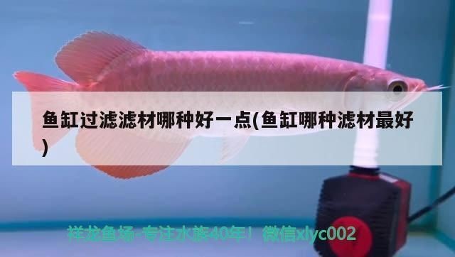 銀龍魚和紅龍魚哪個(gè)貴一些：探討銀龍魚和紅龍魚哪個(gè)更昂貴，紅龍魚價(jià)格波動(dòng)受哪些因素影響