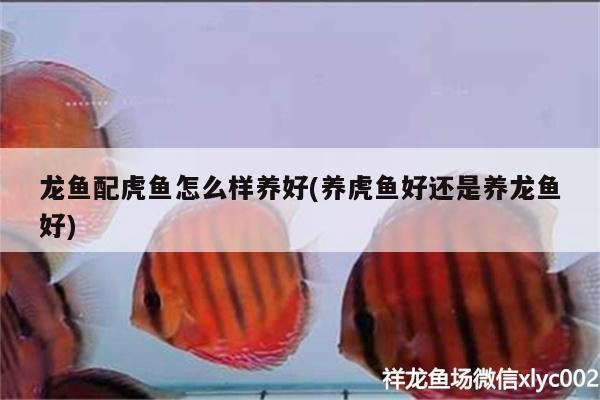 龍魚配虎魚怎么樣養(yǎng)好(養(yǎng)虎魚好還是養(yǎng)龍魚好)