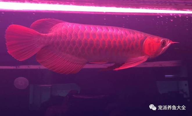 魚友對泗水龍魚的評價