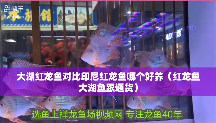 魚友對泗水龍魚的評價