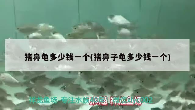豬鼻龜多少錢一個(豬鼻子龜多少錢一個)
