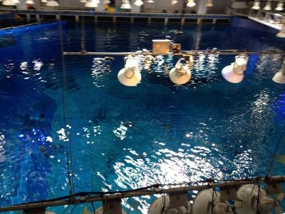 大魚缸怎么消毒比較好：大魚缸消毒對魚缸健康有三種常見的消毒方法
