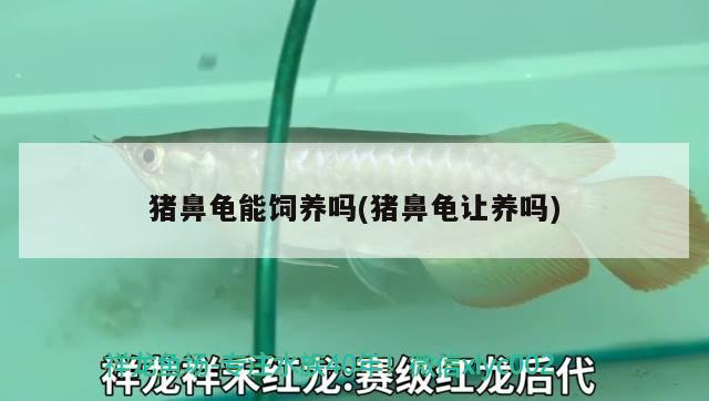 豬鼻龜能飼養(yǎng)嗎(豬鼻龜讓養(yǎng)嗎)