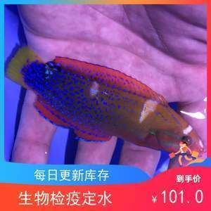 黑帝王魟魚繁殖期管理：黑帝王魟魚的繁殖期管理