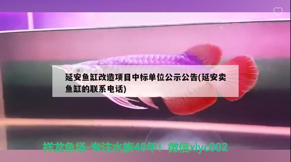 延安魚缸改造項目中標單位公示公告(延安賣魚缸的聯系電話)