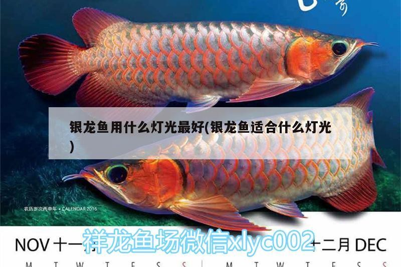 銀龍魚用什么燈光最好(銀龍魚適合什么燈光)