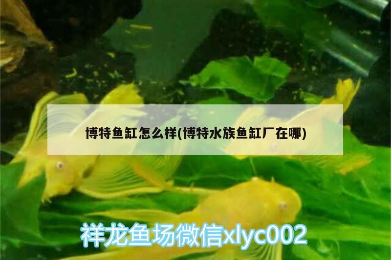 博特魚(yú)缸怎么樣(博特水族魚(yú)缸廠在哪)