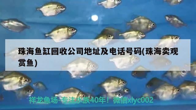 珠海魚(yú)缸回收公司地址及電話號(hào)碼(珠海賣(mài)觀賞魚(yú))