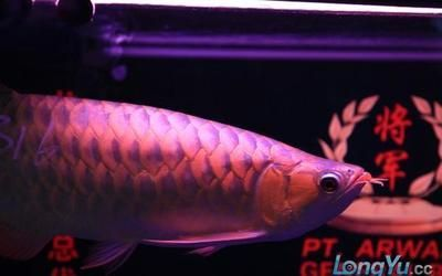 將軍紅龍魚是什么級別：如何辨別將軍紅龍魚等級