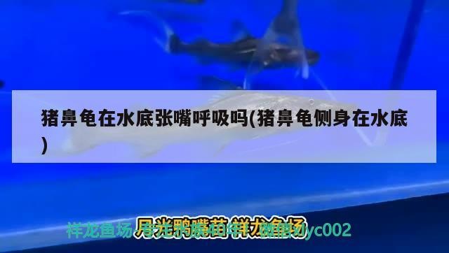 豬鼻龜在水底張嘴呼吸嗎(豬鼻龜側(cè)身在水底)
