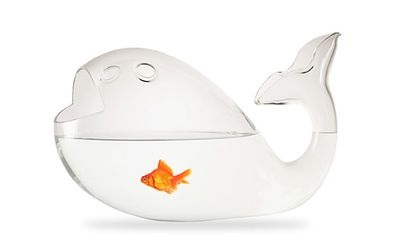 大型魚缸清理小妙招有哪些：清洗大型魚缸的一些小妙招