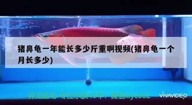 豬鼻龜一年能長(zhǎng)多少斤重啊視頻(豬鼻龜一個(gè)月長(zhǎng)多少)