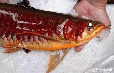 如何挑選血統純正的紅龍魚：挑選血統純正的紅龍魚需要綜合考慮多個方面的特征