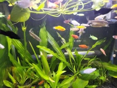 1.5米的魚缸能養幾條蝴蝶鯉：1.5米的魚缸可以養幾條蝴蝶鯉