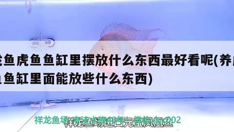 龍魚虎魚魚缸里擺放什么東西最好看呢(養虎魚魚缸里面能放些什么東西)