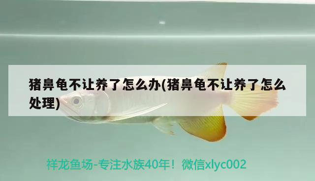 豬鼻龜不讓養了怎么辦(豬鼻龜不讓養了怎么處理)