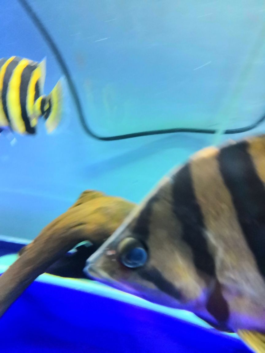 虎蒙眼虎魚圈