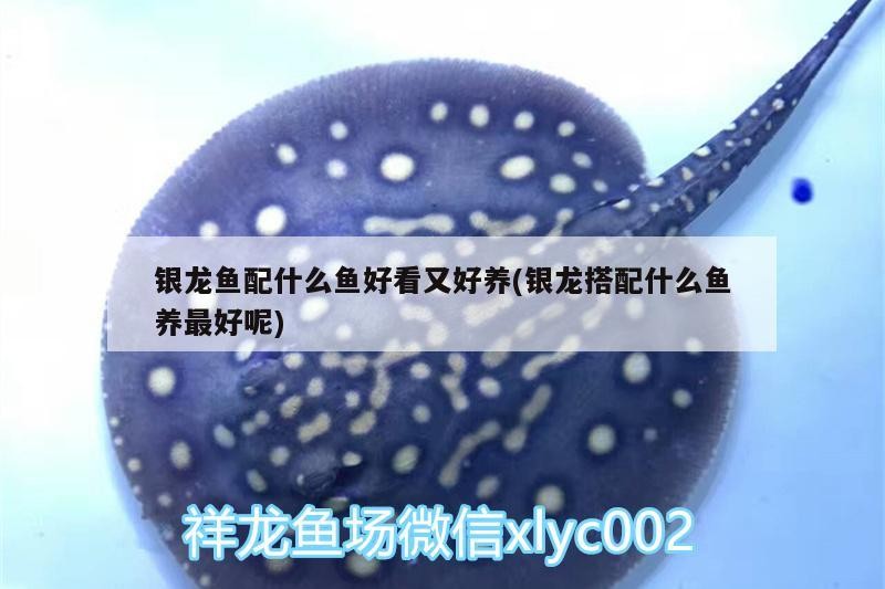 銀龍魚配什么魚好看又好養(yǎng)(銀龍搭配什么魚養(yǎng)最好呢)
