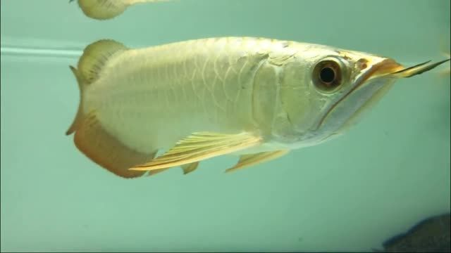 賽級金龍最建議買的5個系列 龍魚百科 第1張 賽級金龍最建議買的5個系列 賽級金龍最建議買的5個系列 龍魚百科 第1張