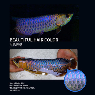 賽級金龍最建議買的5個系列 龍魚百科 第2張 賽級金龍最建議買的5個系列 賽級金龍最建議買的5個系列 龍魚百科 第2張