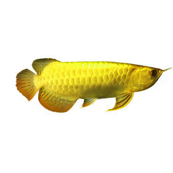 賽級金龍最建議買的5個系列 龍魚百科 第5張 賽級金龍最建議買的5個系列 賽級金龍最建議買的5個系列 龍魚百科 第5張