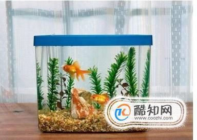 玻璃魚缸和亞克力魚缸：亞克力魚缸和亞克力魚缸選擇亞克力魚缸和亞克力魚缸