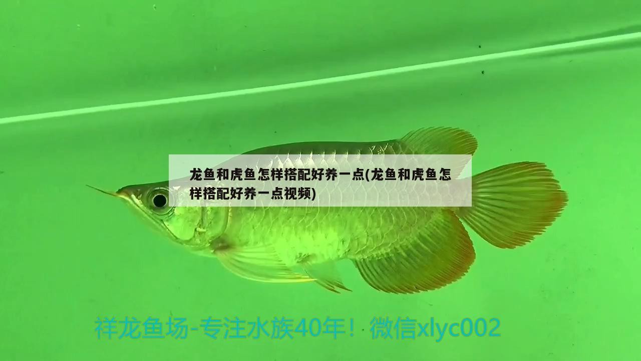 龍魚和虎魚怎樣搭配好養(yǎng)一點(diǎn)(龍魚和虎魚怎樣搭配好養(yǎng)一點(diǎn)視頻)