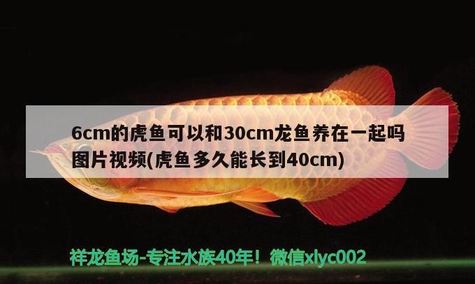 6cm的虎魚可以和30cm龍魚養在一起嗎圖片視頻(虎魚多久能長到40cm)