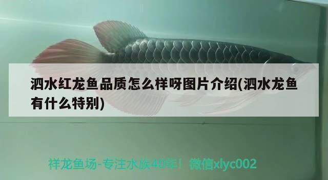 泗水紅龍魚在哪可以買啊：泗水紅龍魚健康檢查要點 泗水紅龍魚在哪可以買啊：泗水紅龍魚健康檢查要點 紅龍魚百科 第2張
