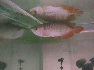 金龍觀(guān)賞魚(yú)價(jià)格表