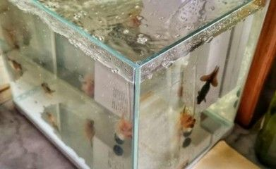 白底魚缸養什么魚好看：白底魚缸養什么魚好看白底魚缸養什么魚好看
