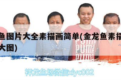 銀龍魚圖片大全素描畫簡單(金龍魚素描圖片大全大圖)