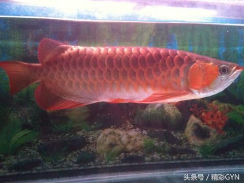 血紅龍魚大概多少錢一條