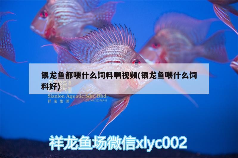 銀龍魚都喂什么飼料啊視頻(銀龍魚喂什么飼料好)