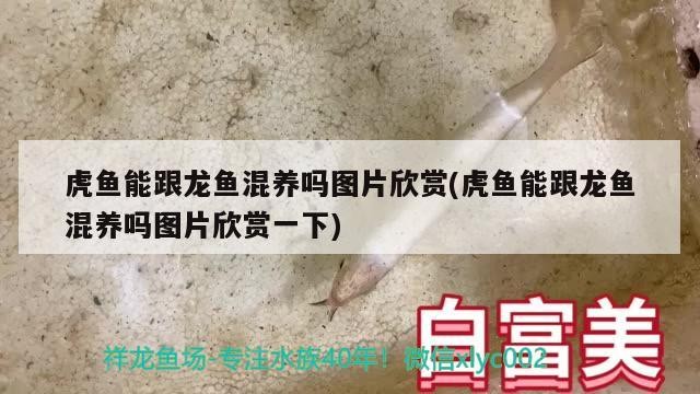 虎魚能跟龍魚混養嗎圖片欣賞(虎魚能跟龍魚混養嗎圖片欣賞一下)