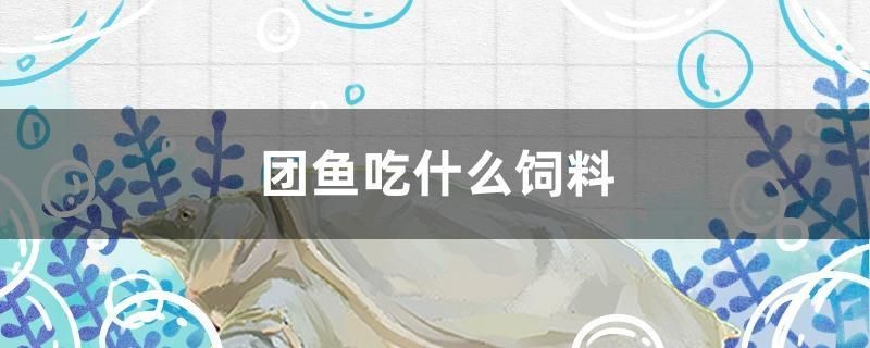 團魚吃什么飼料
