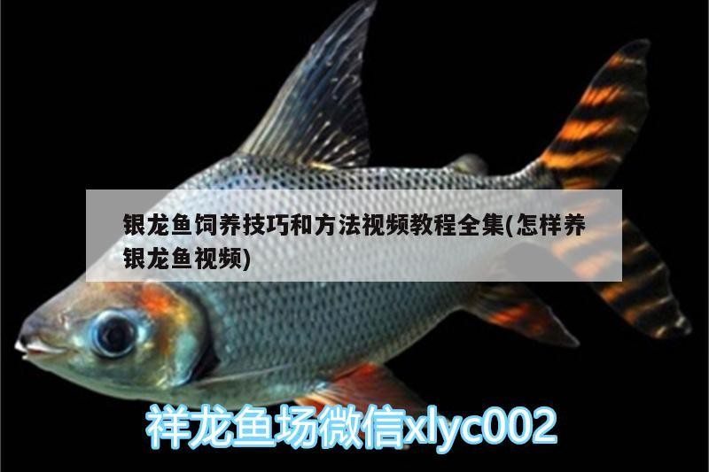 銀龍魚飼養技巧和方法視頻教程全集(怎樣養銀龍魚視頻)
