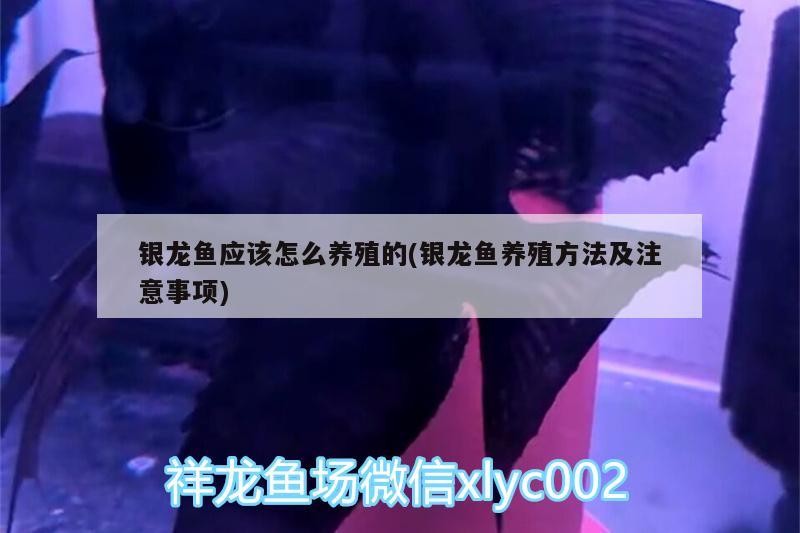 銀龍魚應該怎么養殖的(銀龍魚養殖方法及注意事項)