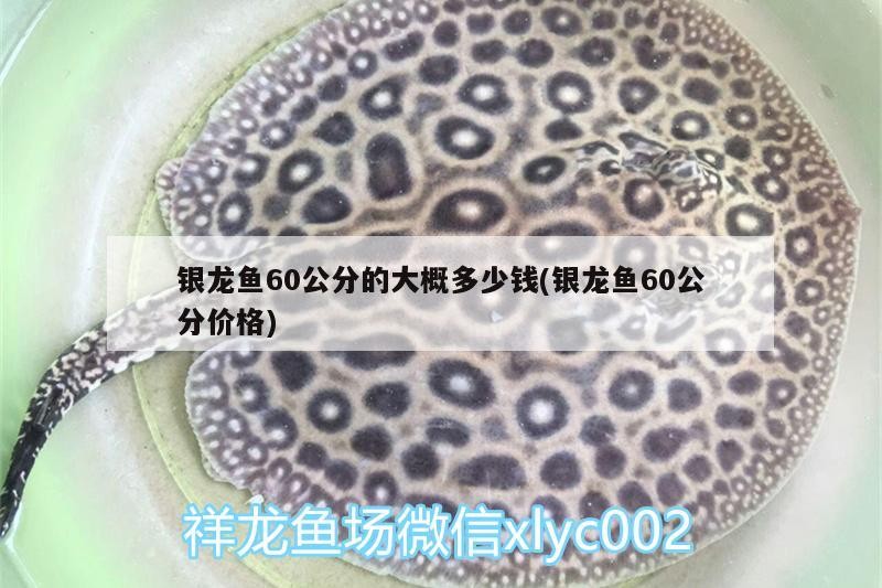 銀龍魚60公分的大概多少錢(銀龍魚60公分價格)