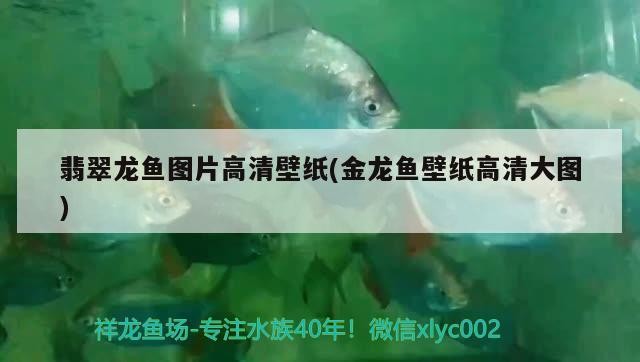 魚缸養殖黑魚有什么技巧，魚缸養殖黑魚有什么好的方法，養殖黑魚有什么技巧