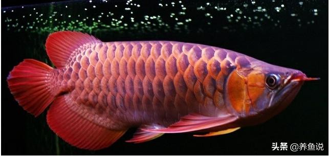 怎么養好紅龍魚